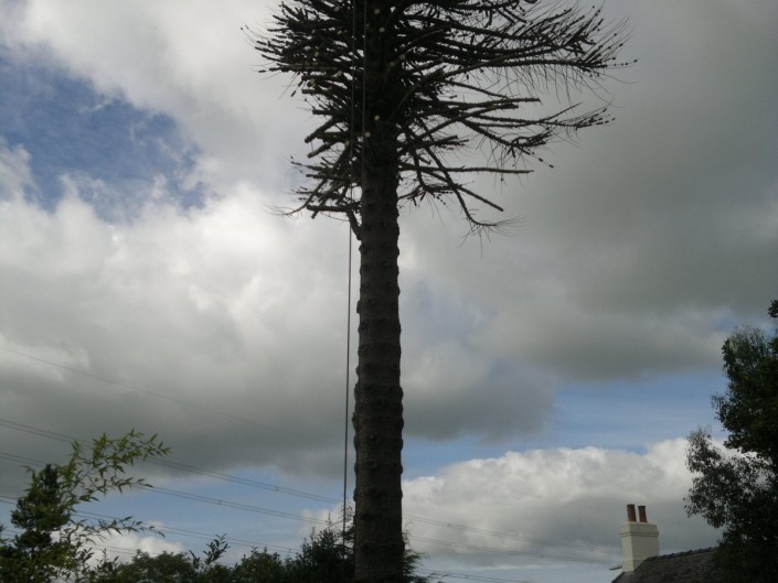 Dead Monkey Puzzle tree. Llanfairpwll. Starting to take off branches. The leaves are like armoured scales with sharp points