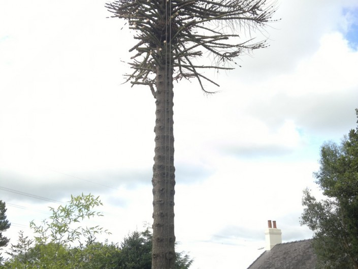 Taking down Dead Monkey Puzzle tree. Llanfairpwll, Anglesey