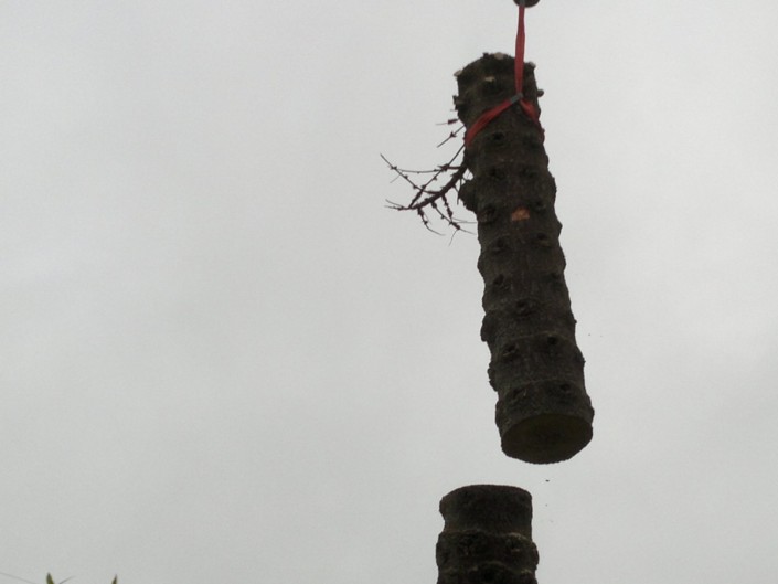 Taking down mid section of monkey puzzle trunk