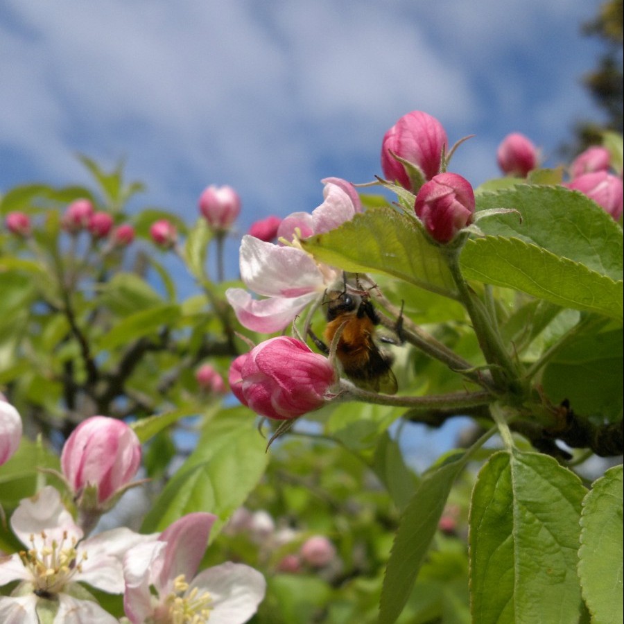 Bee pollinating "Golden Delicious" Apple