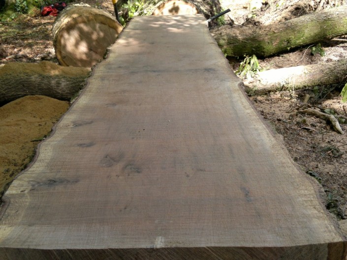 Sessile Oak, good ratio of heartwood to sapwood