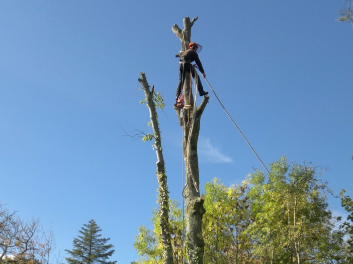 Arboriculture