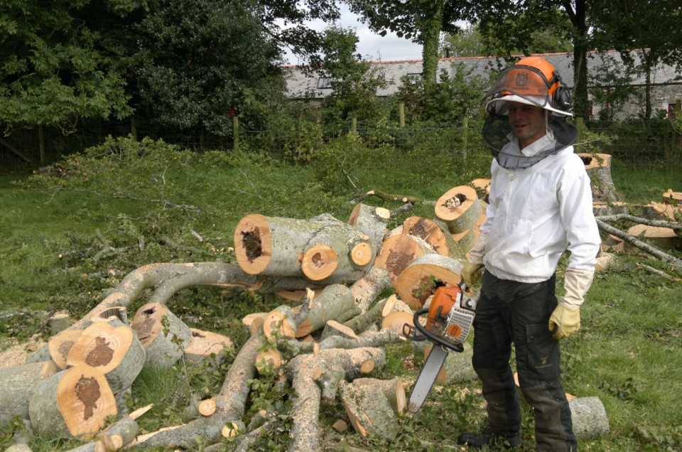 Felling dangerous tree and saving wild bee colony