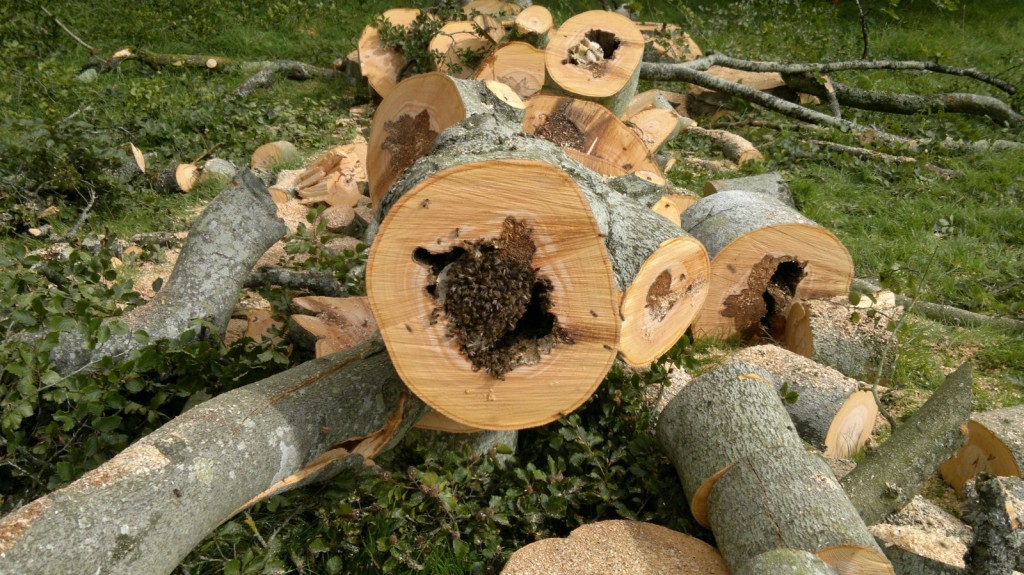 Wild honey bee nest in tree cavity