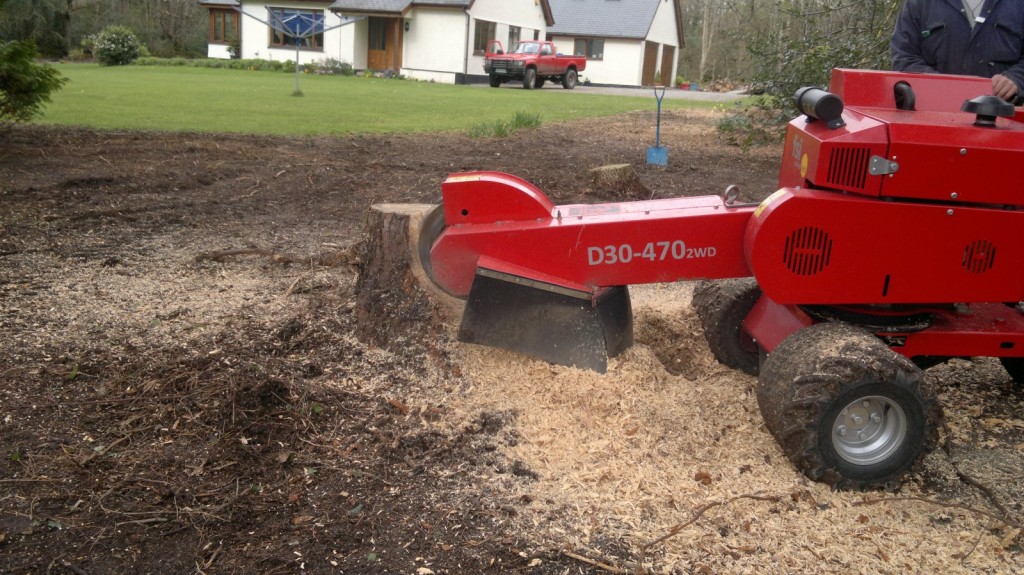 Stump grinding. Two foot diameter pine stump. Llangoed