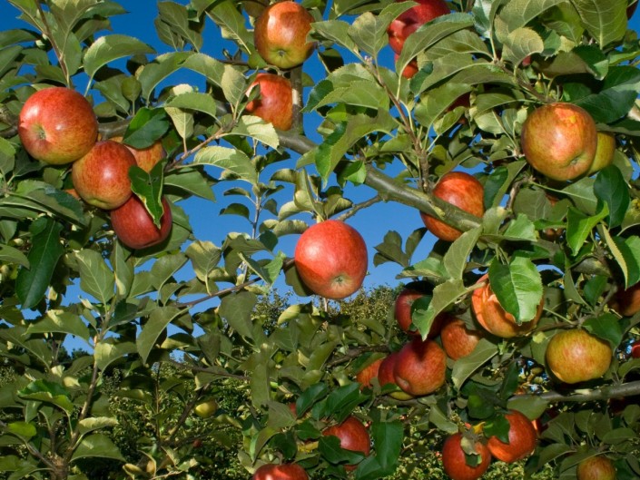 Orchard management
