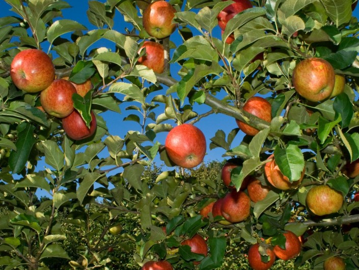 Orchard management