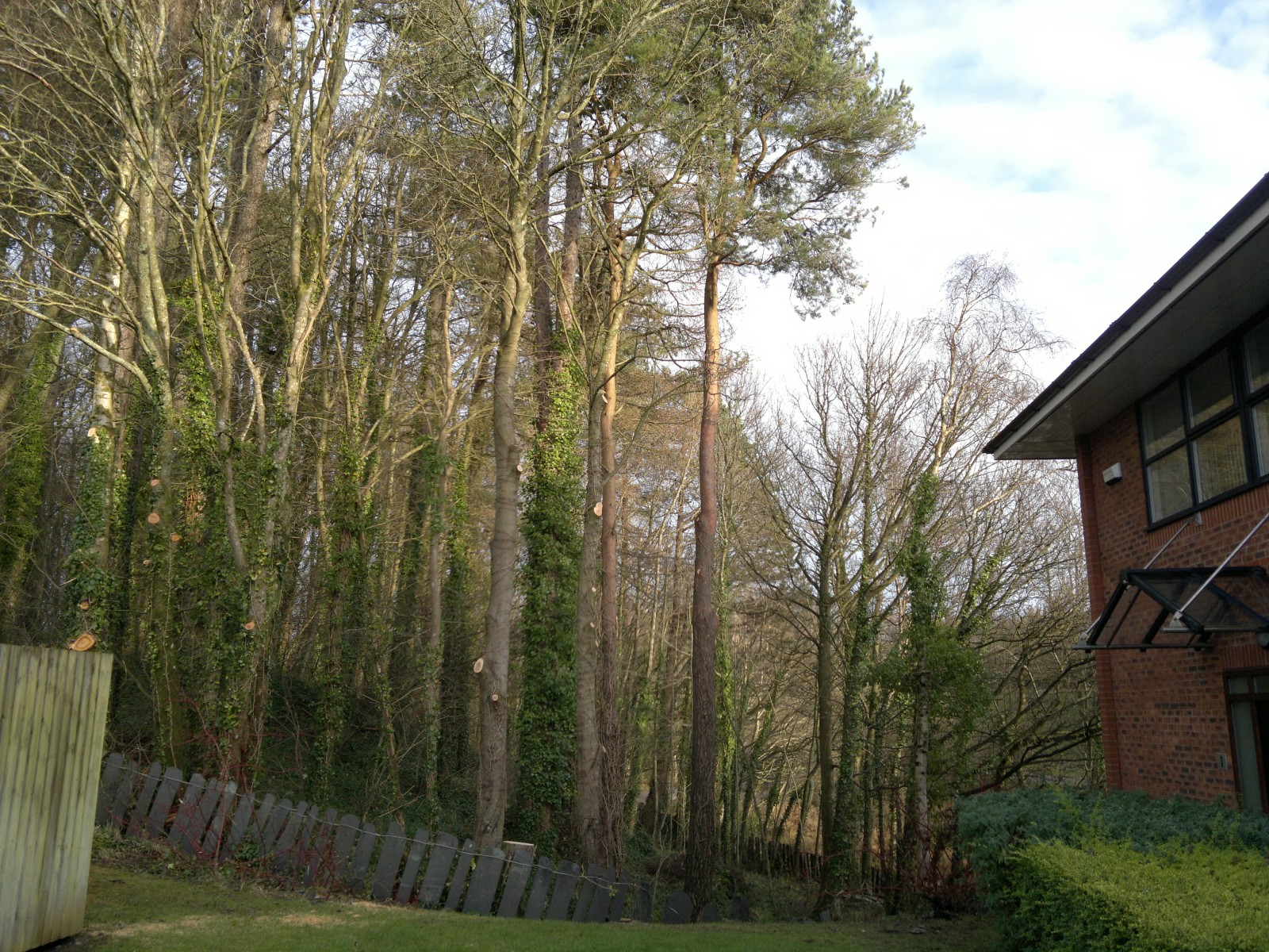 Trees after crown lifting, giving more light and clearance from building.