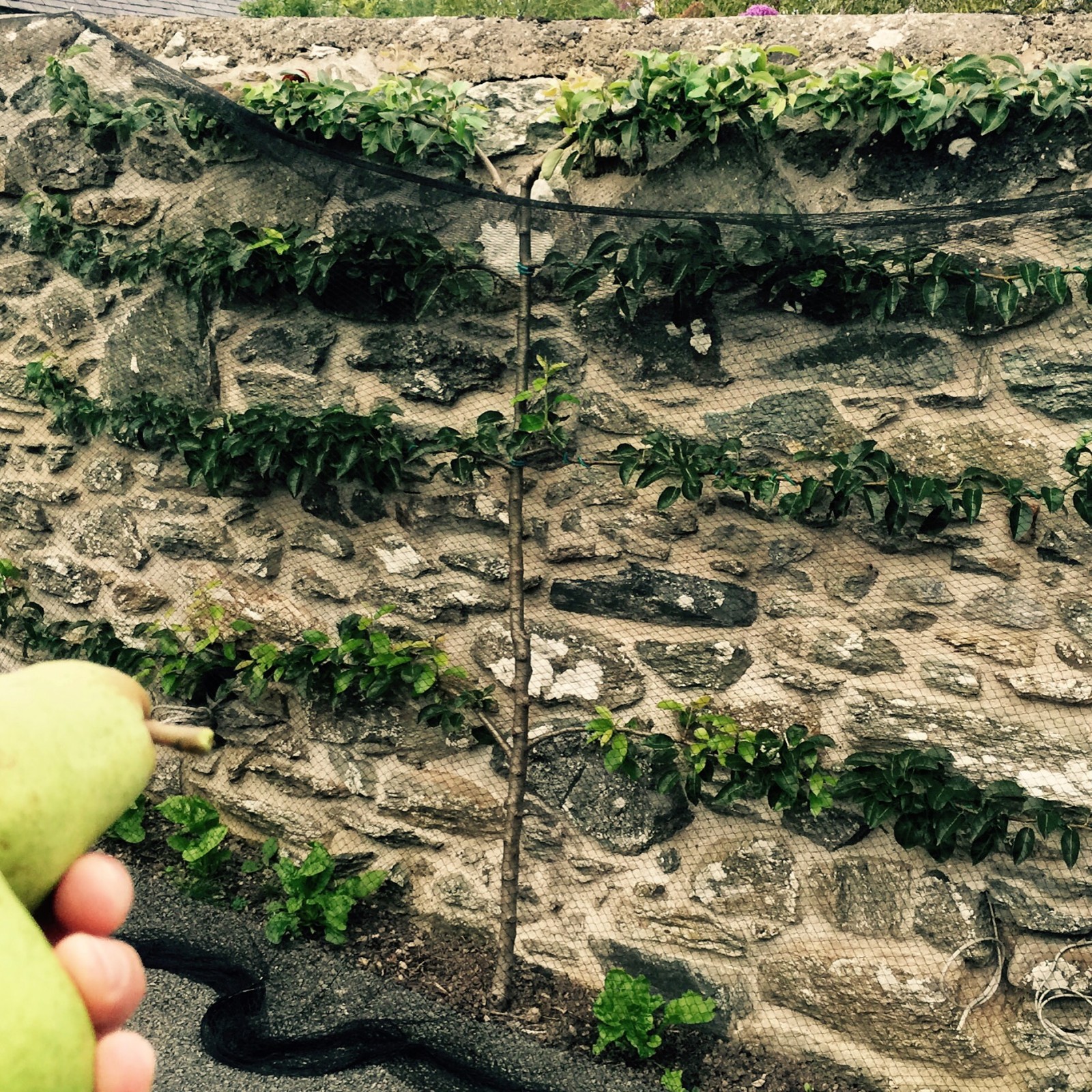 Espalier trained "Williams Bon Chretien pear". Planted two years ago, now producing pears.